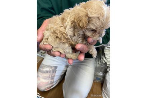 成約済の静岡県のマルプー:マルチーズ×トイプードル-225441の4枚目