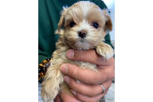 成約済の静岡県のマルプー:マルチーズ×トイプードル-225442の2枚目