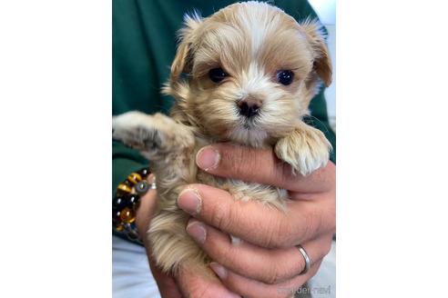 成約済の静岡県のマルプー:マルチーズ×トイプードル-225442の1枚目