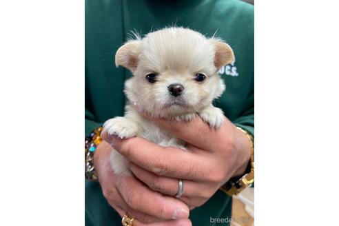 成約済の静岡県のチワワ(ロングコート)-225443の1枚目