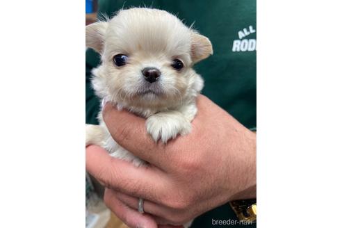 成約済の静岡県のチワワ(ロングコート)-225443の2枚目