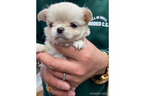 成約済の静岡県のチワワ(ロングコート)-225443の3枚目