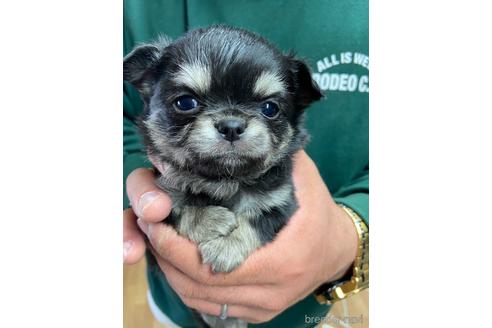 成約済の静岡県のチワワ(ロングコート)-225444の1枚目