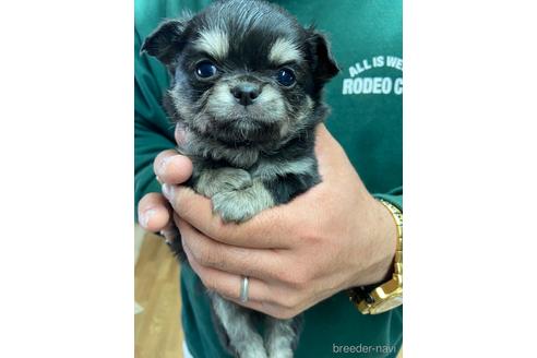 成約済の静岡県のチワワ(ロングコート)-225444の2枚目