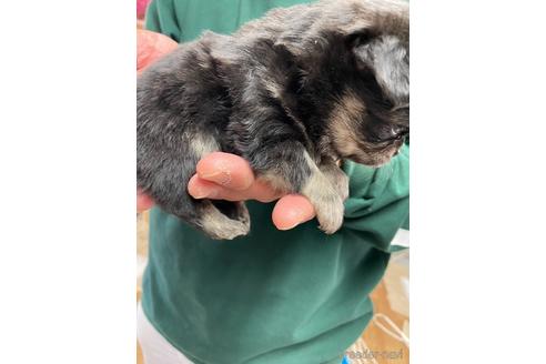 成約済の静岡県のチワワ(ロングコート)-225444の3枚目