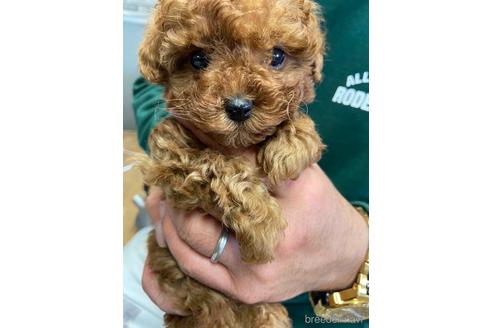 成約済の静岡県のトイプードル-225446