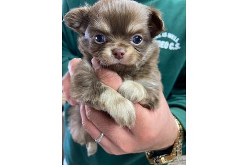 成約済の静岡県のチワワ(ロングコート)-225447