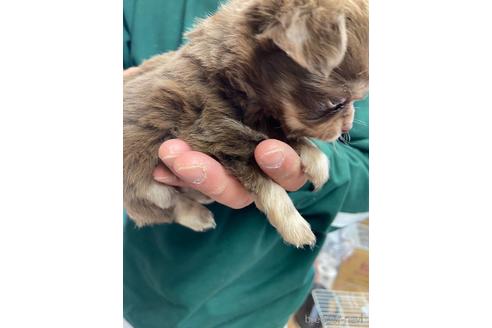 成約済の静岡県のチワワ(ロングコート)-225447の2枚目