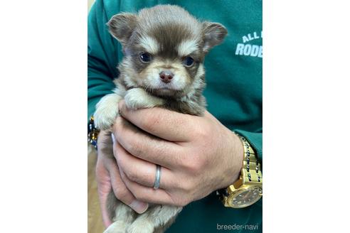 成約済の静岡県のチワワ(ロングコート)-225448