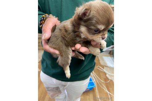 成約済の静岡県のチワワ(ロングコート)-225448の2枚目