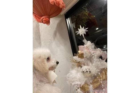 成約済の愛媛県のトイプードル-225549の7枚目