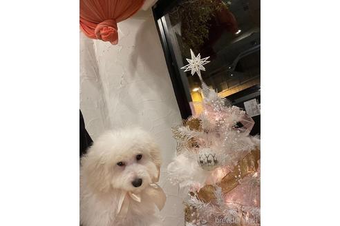 成約済の愛媛県のトイプードル-225549の6枚目