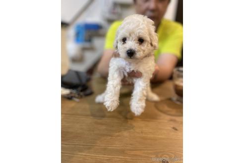 成約済の愛媛県のトイプードル-225549の5枚目