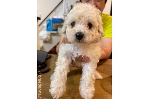 成約済の愛媛県のトイプードル-225549の4枚目