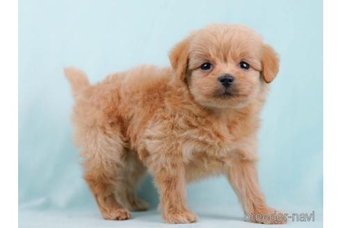 成約済の千葉県のポメプー:ポメラニアン×トイプードル-225561の5枚目