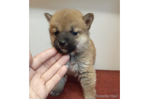 成約済の富山県の柴犬-225562の3枚目