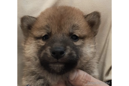成約済の富山県の柴犬-225565の5枚目