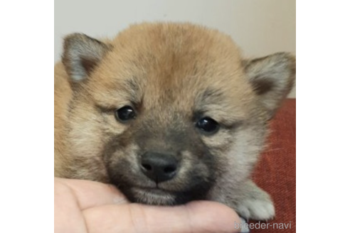 成約済の富山県の柴犬-225565