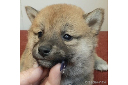 成約済の富山県の柴犬-225565の4枚目