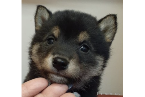 成約済の富山県の柴犬-225571