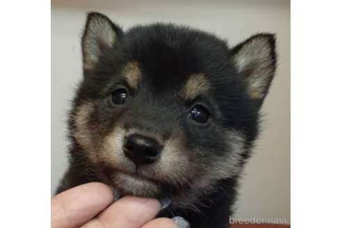 成約済の富山県の柴犬-225571の1枚目