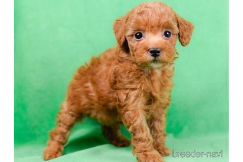 成約済の東京都のトイプードル-225574の3枚目