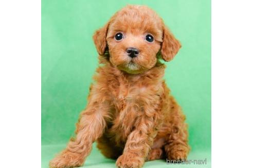 成約済の東京都のトイプードル-225574の1枚目