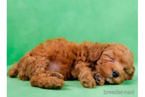 成約済の東京都のトイプードル-225574の5枚目