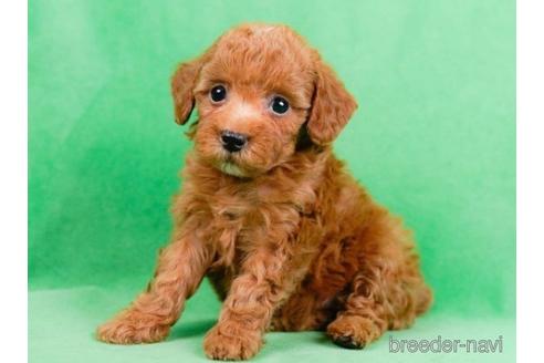 成約済の東京都のトイプードル-225574の4枚目