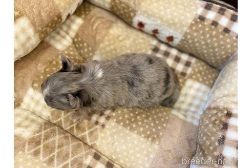 成約済の香川県のチワワ(ロングコート)-225587の2枚目