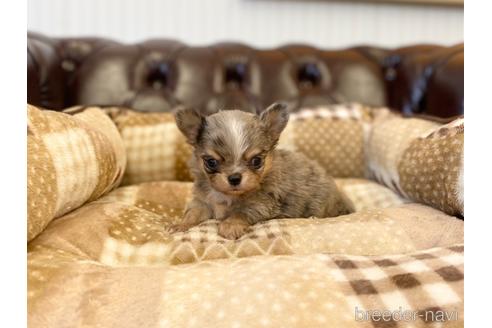成約済の香川県のチワワ(ロングコート)-225587