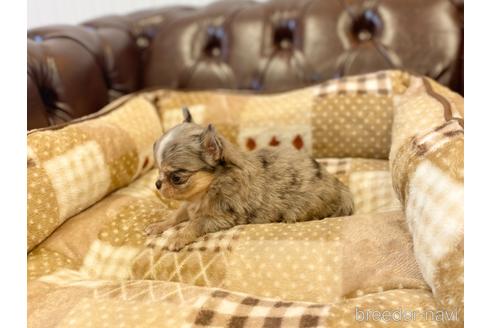 成約済の香川県のチワワ(ロングコート)-225587の3枚目