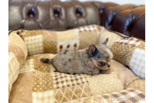 成約済の香川県のチワワ(ロングコート)-225587の4枚目