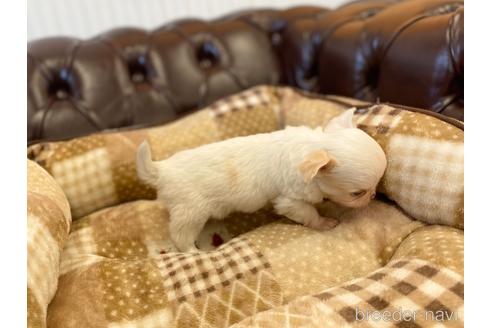 成約済の香川県のチワワ(ロングコート)-225589の2枚目