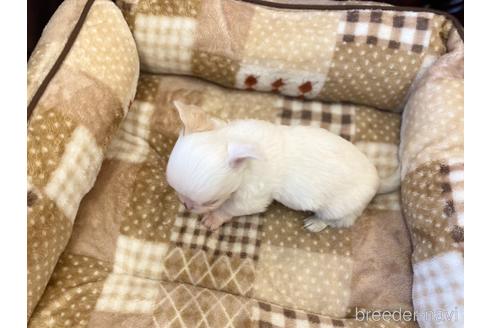 成約済の香川県のチワワ(ロングコート)-225589の3枚目