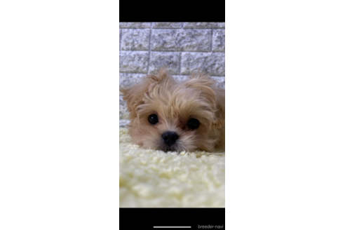成約済の茨城県のミックス犬-222119