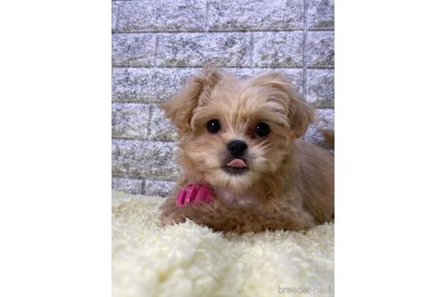 成約済の茨城県のミックス犬-222119の4枚目