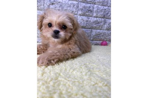 成約済の茨城県のミックス犬-222119の3枚目
