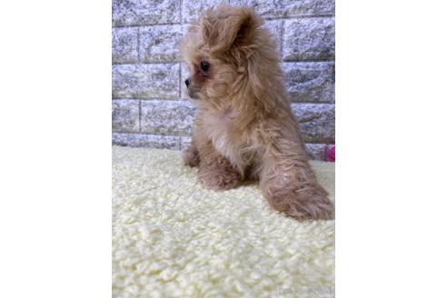 成約済の茨城県のミックス犬-222119の2枚目