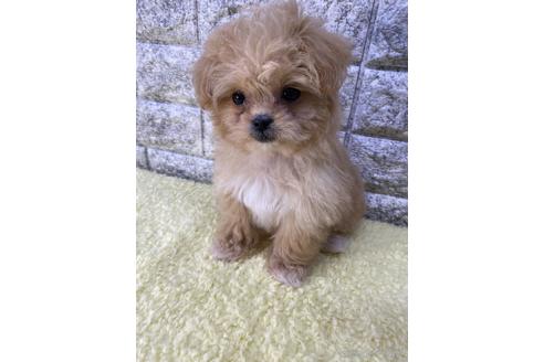成約済の茨城県のミックス犬-222118の4枚目