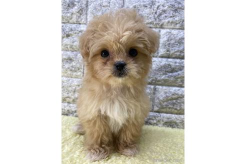 成約済の茨城県のミックス犬-222118の3枚目