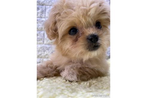 成約済の茨城県のミックス犬-222118の2枚目