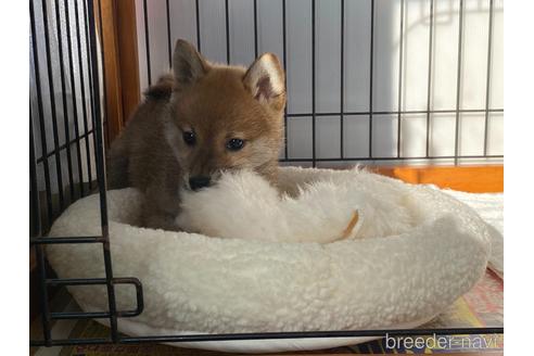 成約済の岡山県の柴犬-225600の3枚目