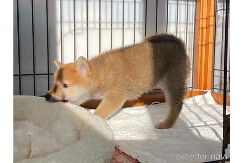 成約済の岡山県の柴犬-225600の4枚目