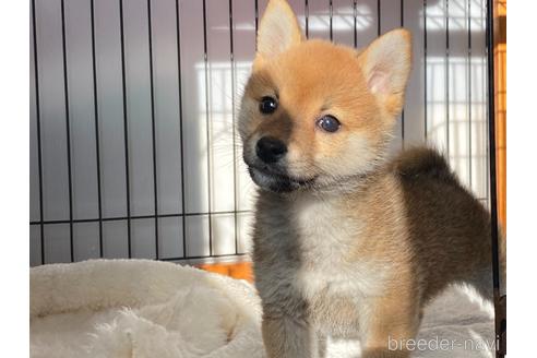 成約済の岡山県の柴犬-225600の5枚目