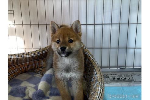 成約済の岡山県の柴犬-225600