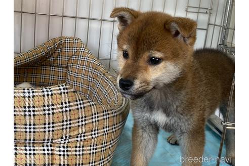 成約済の岡山県の柴犬-225602の4枚目