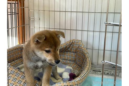 成約済の岡山県の柴犬-225602の5枚目