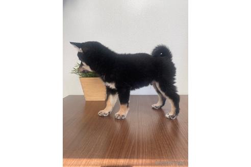 成約済の茨城県の柴犬-216493の2枚目