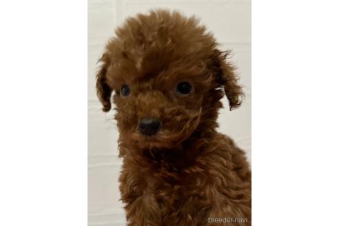 成約済の静岡県のティーカッププードル-225607の1枚目